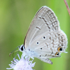 Euchrysops cnejus cnejus