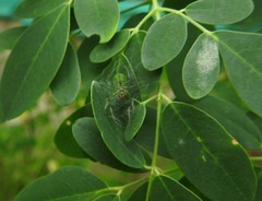 Bijoaraneus mitificus