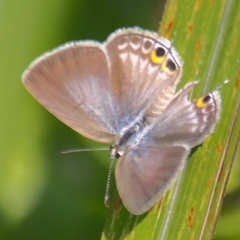 Euchrysops cnejus cnejus