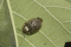 Physonota alutacea