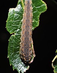 Lagium atroviolaceum