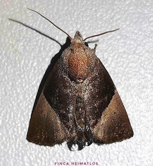 Dichromapteryx didyma