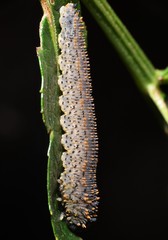 Lagium atroviolaceum