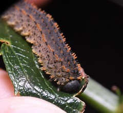 Lagium atroviolaceum