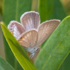 Euchrysops cnejus cnejus