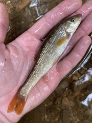 Campostoma spadiceum