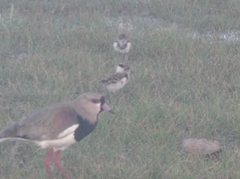 Vanellus chilensis