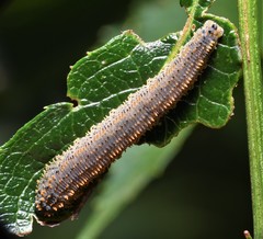 Lagium atroviolaceum