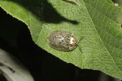 Physonota alutacea
