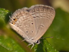 Euchrysops cnejus cnejus