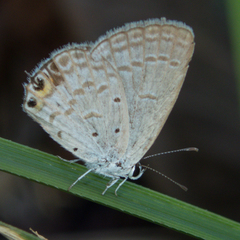 Euchrysops cnejus cnejus