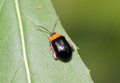 Alagoasa bipunctata
