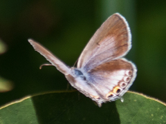 Euchrysops cnejus cnejus