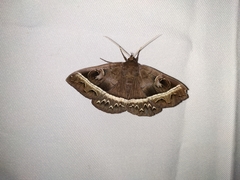 Metopta rectifasciata