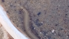 Phyllodocida