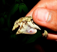 Anolis petersii