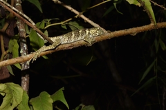 Anolis petersii