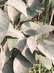 Magnoliopsida