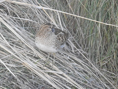 Gallinago magellanica