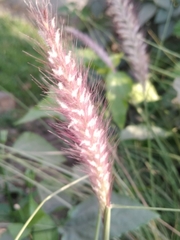 Poaceae