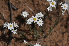 Rhodanthe corymbiflora