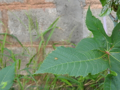 Aspidimorpha furcata