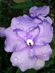 Brunfelsia grandiflora
