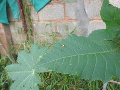 Aspidimorpha furcata