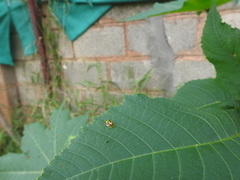 Aspidimorpha furcata