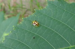 Aspidimorpha furcata