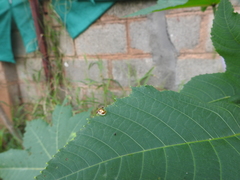 Aspidimorpha furcata