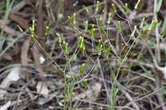 Senecio quadridentatus