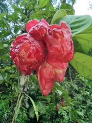Drymonia coccinea