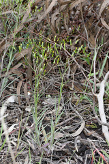 Senecio quadridentatus