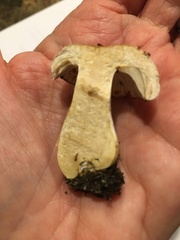 Tricholoma columbetta