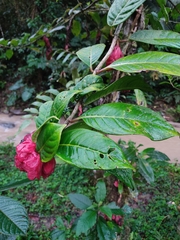 Drymonia coccinea