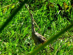 Botaurus pinnatus