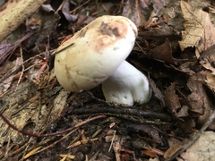 Tricholoma columbetta
