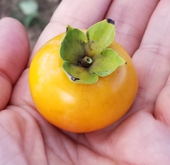 Diospyros virginiana