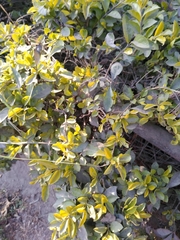 Magnoliopsida