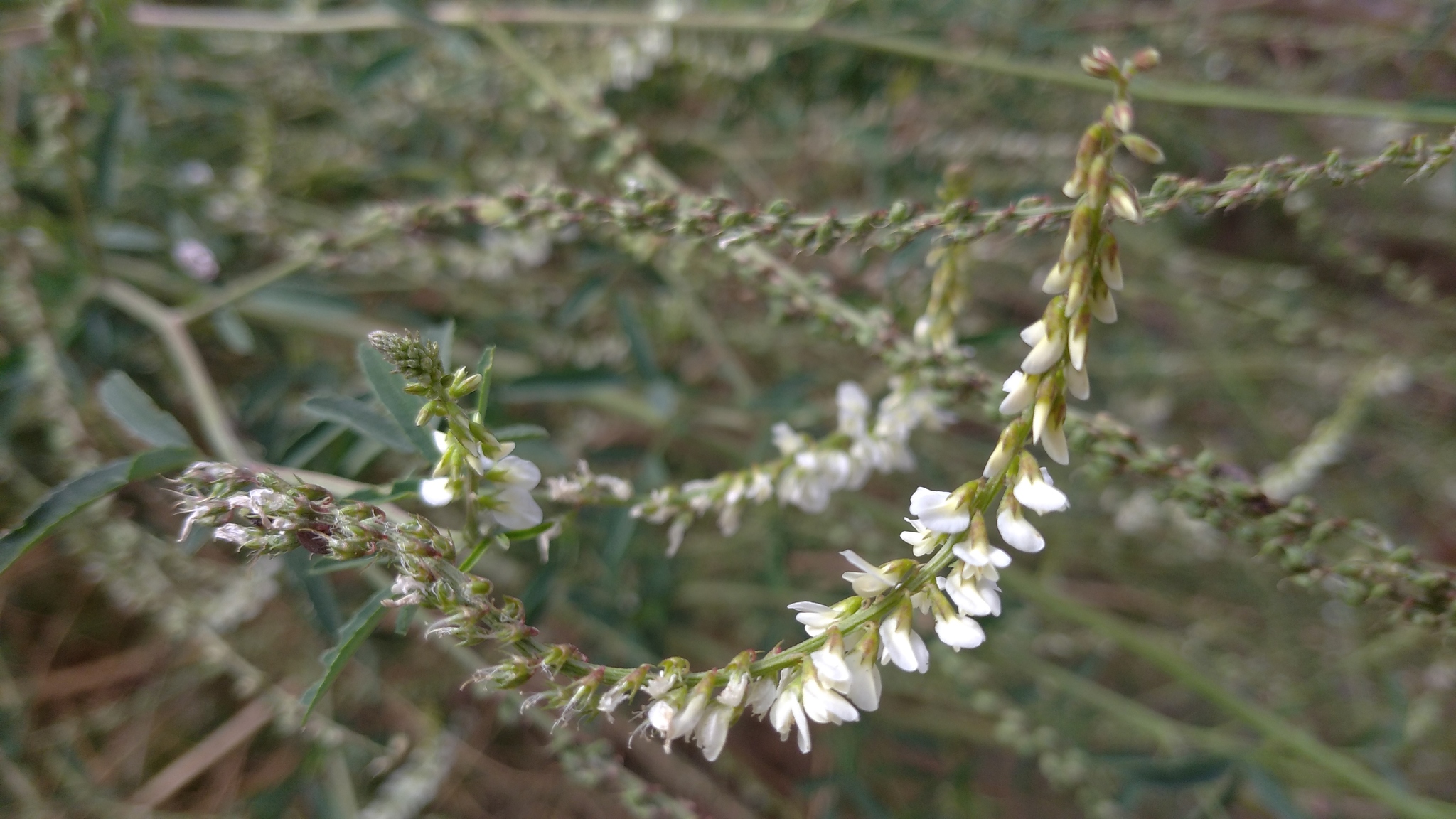 Melilotus image