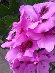 Pelargonium