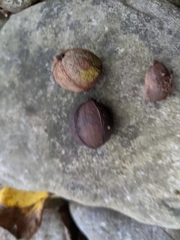 Carya ovalis