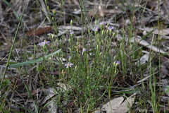 Vittadinia cuneata
