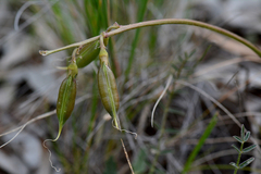 Swainsona procumbens