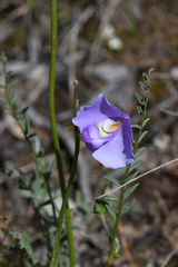 Swainsona procumbens