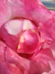 Magnoliopsida