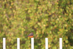 Pyrocephalus rubinus