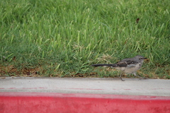 Mimus polyglottos