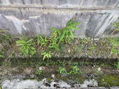 Zingiber officinale
